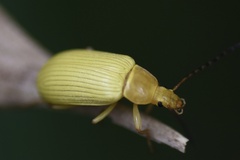 Cteniopus