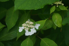 Hydrangea serrata