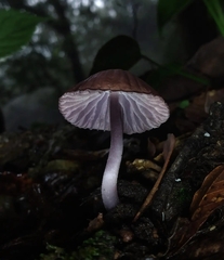 Mycena holoporphyra