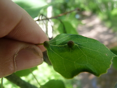 Harmandiola tremulae
