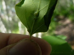 Harmandiola tremulae