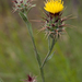 Maltese Star-Thistle - Photo (c) Franco Folini, some rights reserved (CC BY-SA)