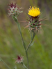 Maltese Star-Thistle - Photo (c) Franco Folini, some rights reserved (CC BY-SA)