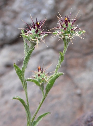 Centaurea melitensis