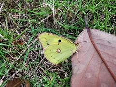 Colias poliographus