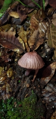 Mycena holoporphyra
