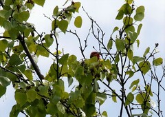 Carpodacus erythrinus grebnitskii