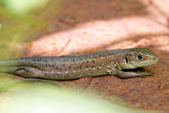 Lacerta viridis