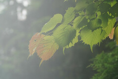 Euptelea polyandra