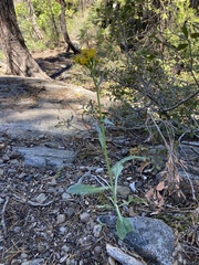 Solidago multiradiata multiradiata