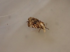 Phtheochroa rugosana