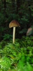 Trichopilus