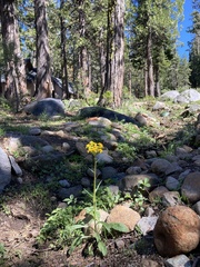Solidago multiradiata multiradiata