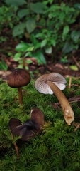Trichopilus