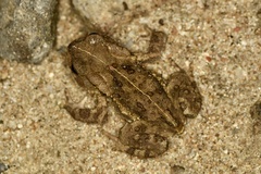Bufo gargarizans