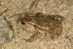 Bufo gargarizans