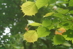 Euptelea polyandra
