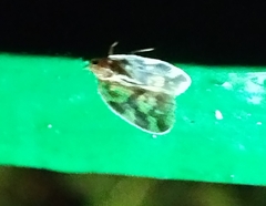 Borysthenes maculatus