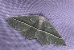 Campaea margaritaria