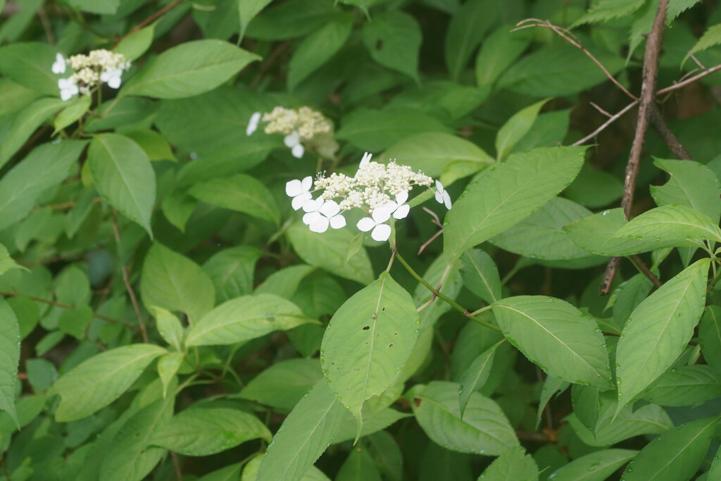 Cẩm tú cầu núi – Hydrangea serrata