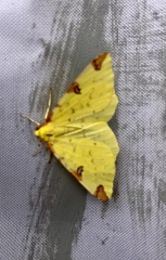 Campaea margaritaria