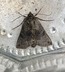 Campaea margaritaria