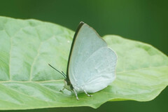 Curetis acuta paracuta