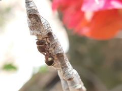 Ropalidia jacobsoni