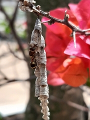 Ropalidia jacobsoni