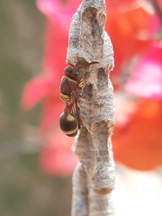 Ropalidia jacobsoni