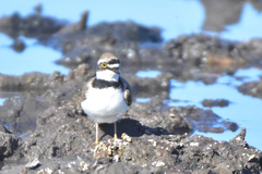 Charadrius dubius curonicus
