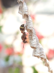 Ropalidia jacobsoni