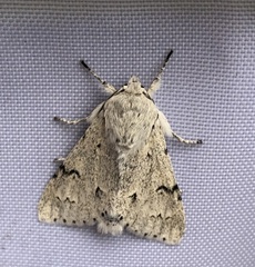 Acronicta vulpina
