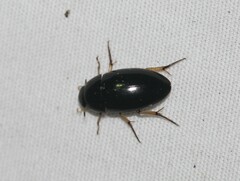 Tropisternus quadristriatus