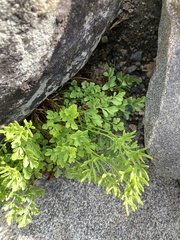 Cryptogramma acrostichoides