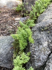 Cryptogramma acrostichoides