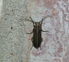 Pseudozonitis labialis