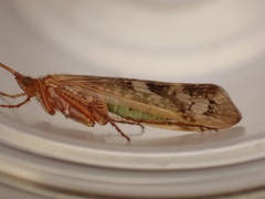 Limnephilus marmoratus