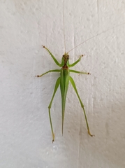 Hexacentrus unicolor