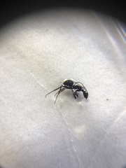 Camponotus parius