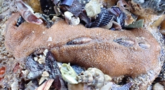 Cryptoplax striata