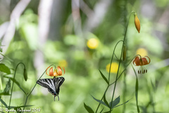 Lilium pardalinum pardalinum
