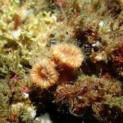 Paracyathus stearnsii