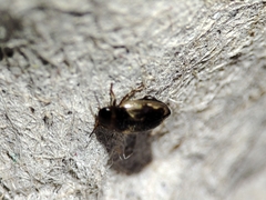 Hydroglyphus geminus