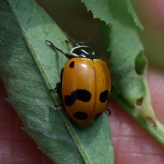 Hippodamia glacialis