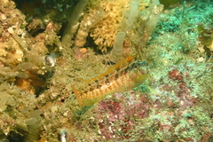 Alloclinus holderi