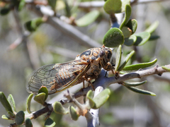 Clidophleps