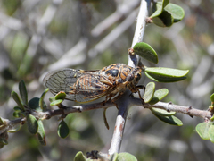 Clidophleps