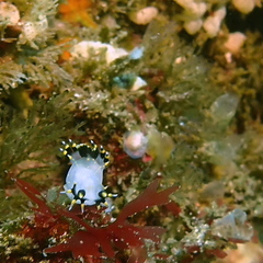 Polycera tricolor