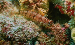Alloclinus holderi